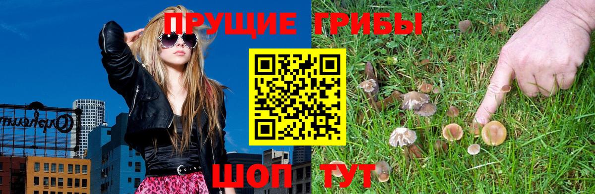 Псилоцибиновые грибы Psilocybe Нальчик